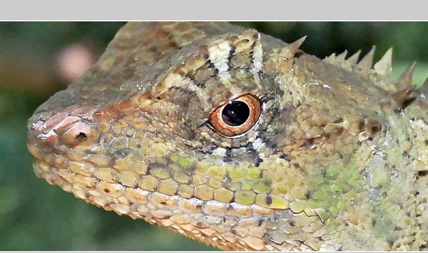 会变色的动物有哪些