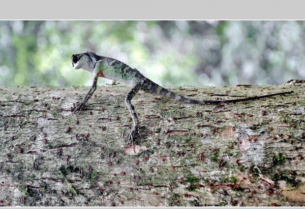 会变色的动物有哪些