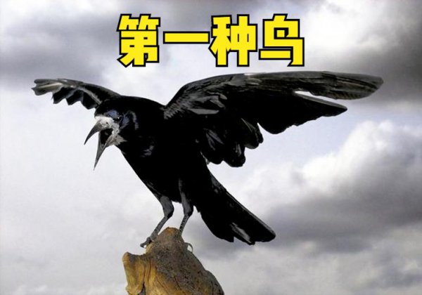 鸟飞进家里是什么预兆