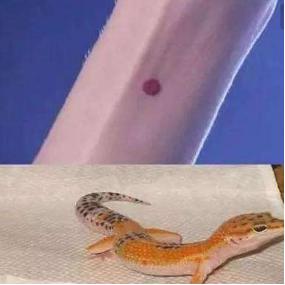 古时候守宫砂的真实存在吗