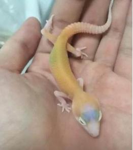 古时候守宫砂的真实存在吗