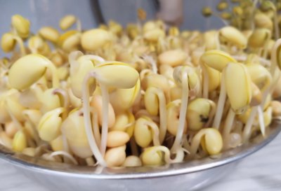 生豆芽最简单的方法 在家自制发豆芽怎么又简单又快