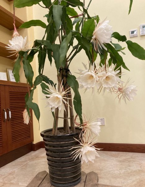 昙花的养殖方法和注意事项