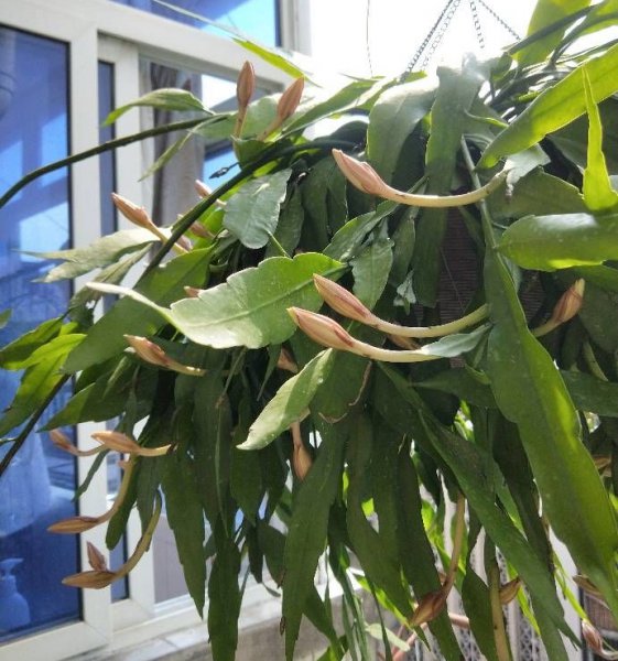 昙花的养殖方法和注意事项