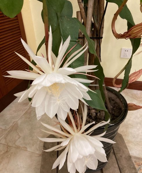 昙花的养殖方法和注意事项