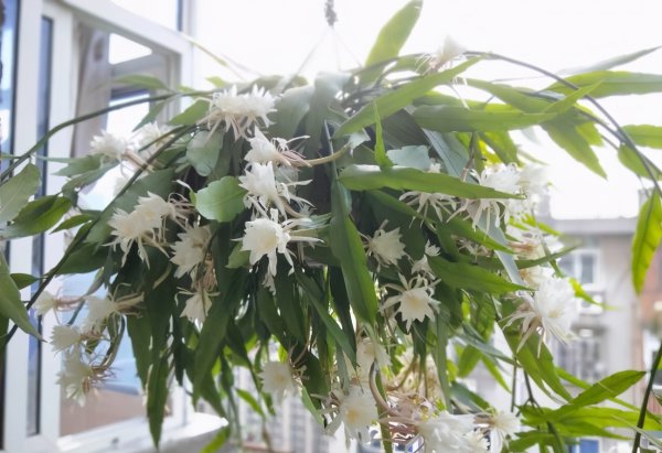 昙花的养殖方法和注意事项