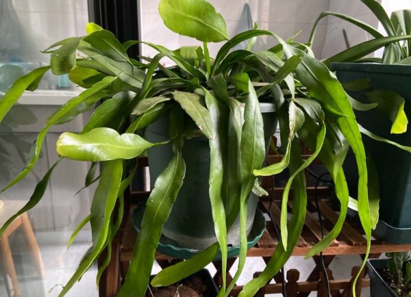 昙花的养殖方法和注意事项