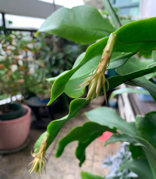 昙花的养殖方法和注意事项