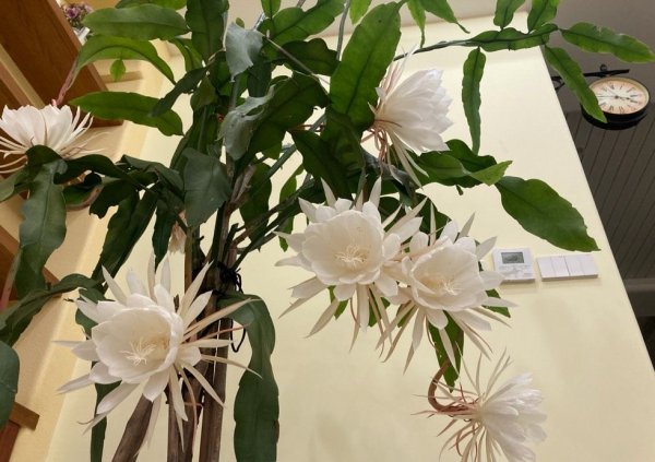 昙花的养殖方法和注意事项