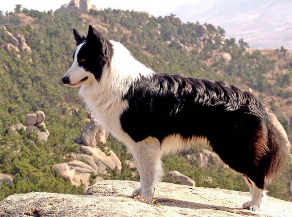 动物中猪的智商有多高