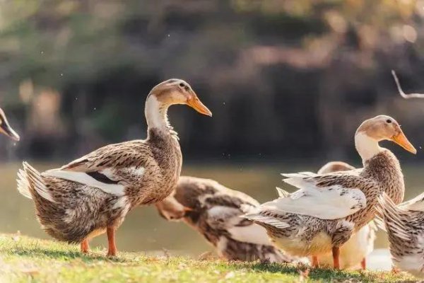 动物中猪的智商有多高