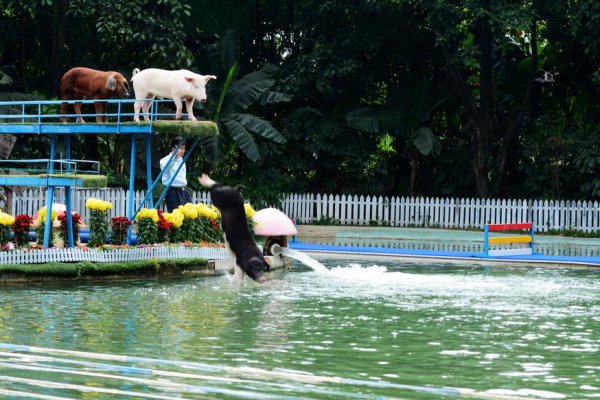 动物中猪的智商有多高