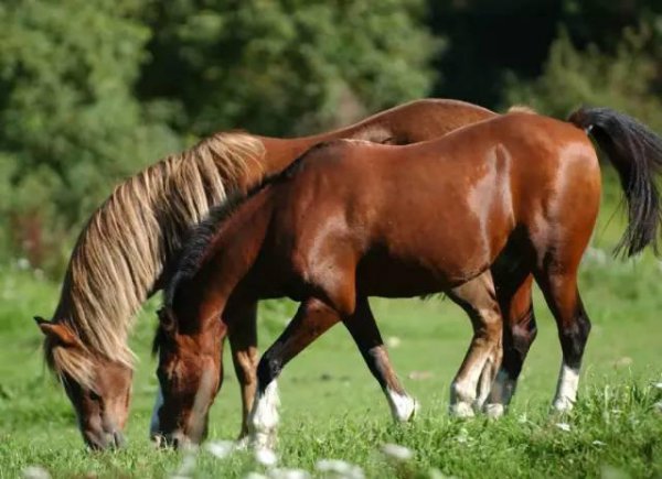 动物中猪的智商有多高