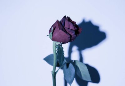 网络热词文爱是什么意思 文爱指是的什么样的恋爱