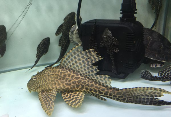 清道夫为什么晒干了还能活