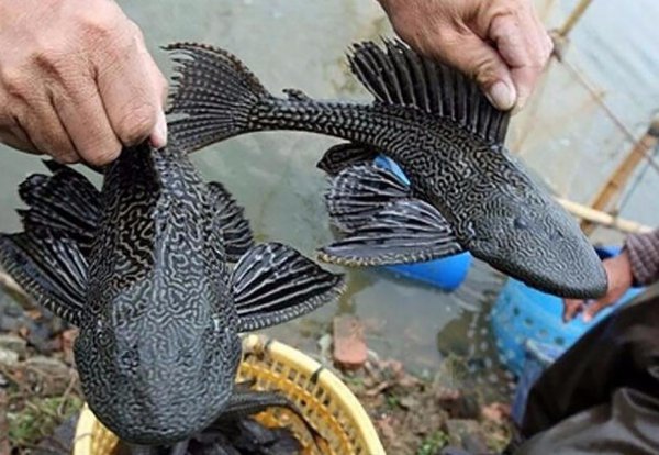 清道夫为什么晒干了还能活