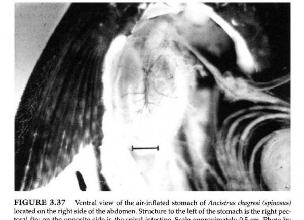 清道夫为什么晒干了还能活