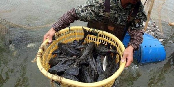 清道夫为什么晒干了还能活