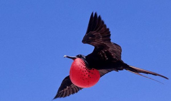 世界上最快的鸟叫什么名字