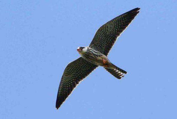 世界上最快的鸟叫什么名字