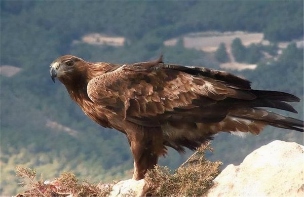 世界上最快的鸟叫什么名字