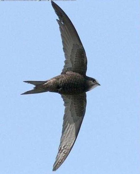 世界上最快的鸟叫什么名字