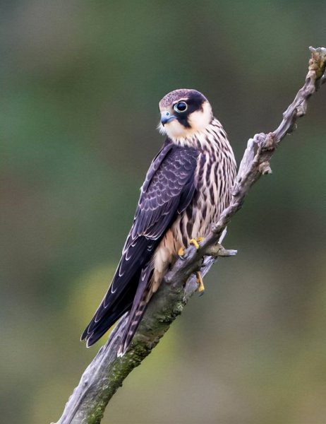 世界上最快的鸟叫什么名字