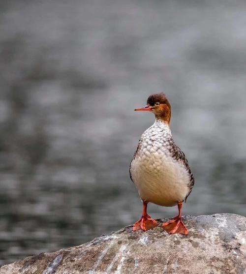 世界上最快的鸟叫什么名字