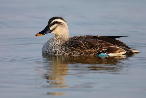 世界上最快的鸟叫什么名字