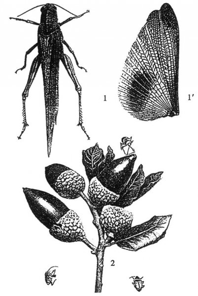 昆虫记被誉为什么