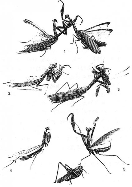 昆虫记被誉为什么