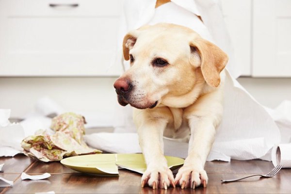 新手养狗五大忌是什么