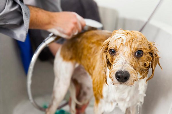 新手养狗五大忌是什么