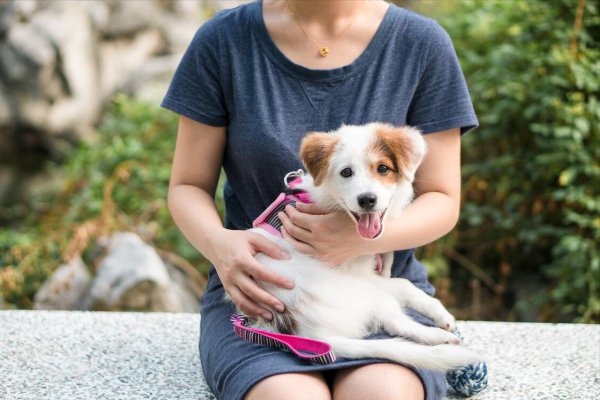 新手养狗五大忌是什么