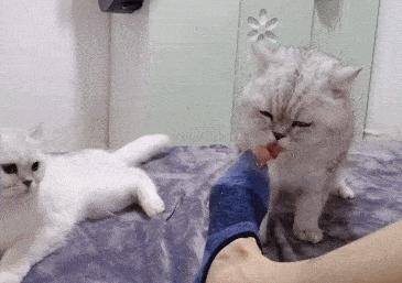 猫咪舔你的手代表什么意思