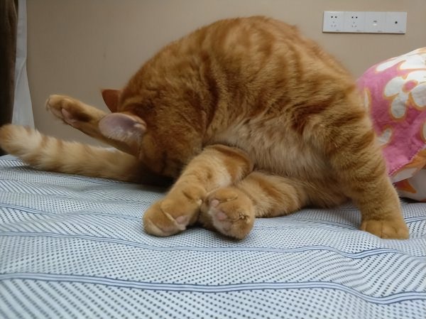 猫咪舔你的手代表什么意思