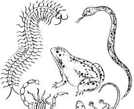 五毒是哪几种动物