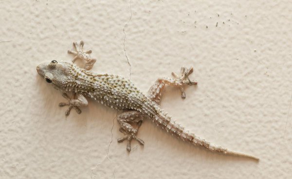 五毒是哪几种动物