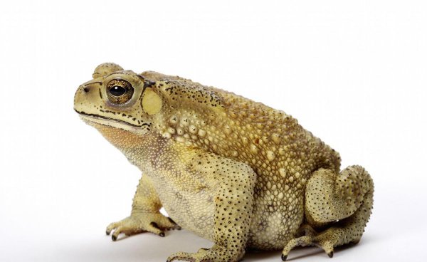 五毒是哪几种动物