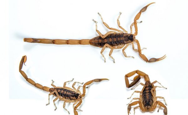 五毒是哪几种动物