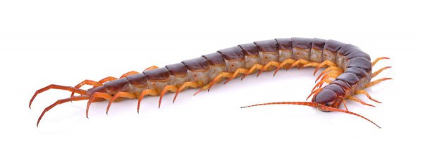 五毒是哪几种动物