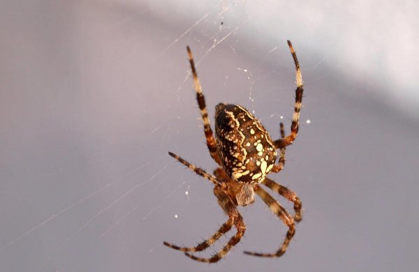 五毒是哪几种动物