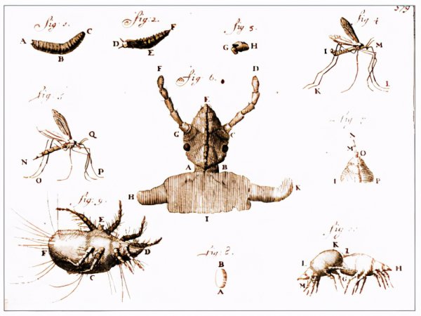 列文虎克发明显微镜的故事