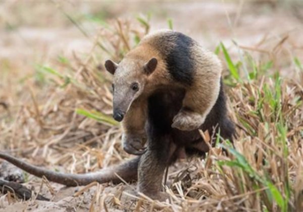食蚁兽是哪个洲的特种物种