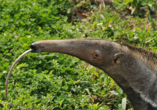 食蚁兽是哪个洲的特种物种