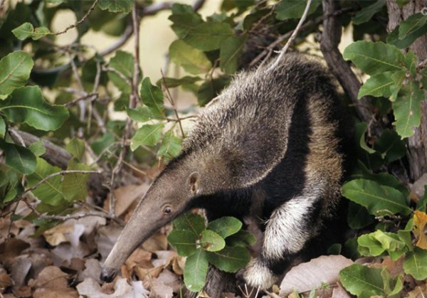 食蚁兽是哪个洲的特种物种