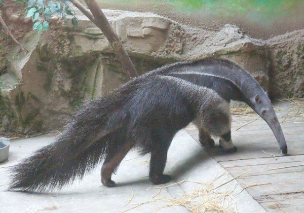 食蚁兽是哪个洲的特种物种