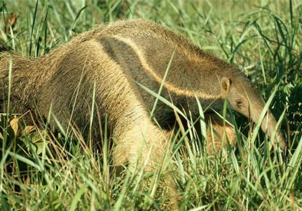 食蚁兽是哪个洲的特种物种