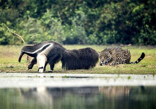 食蚁兽是哪个洲的特种物种