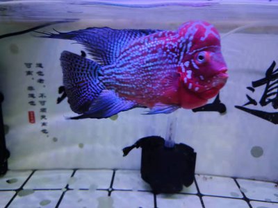 热带鱼水温多少合适 怎么才能将热带观赏鱼给养好